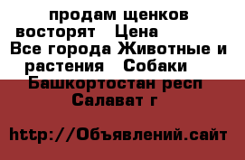 продам щенков восторят › Цена ­ 7 000 - Все города Животные и растения » Собаки   . Башкортостан респ.,Салават г.